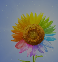 DTS-CD-0013：试音碟《爱浪音响专业试听碟(心声篇)》